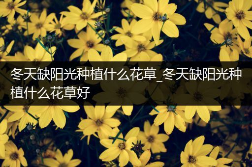 冬天缺阳光种植什么花草_冬天缺阳光种植什么花草好