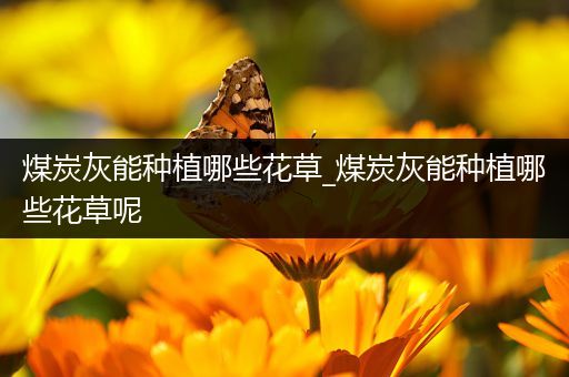 煤炭灰能种植哪些花草_煤炭灰能种植哪些花草呢
