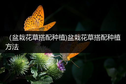（盆栽花草搭配种植)盆栽花草搭配种植方法