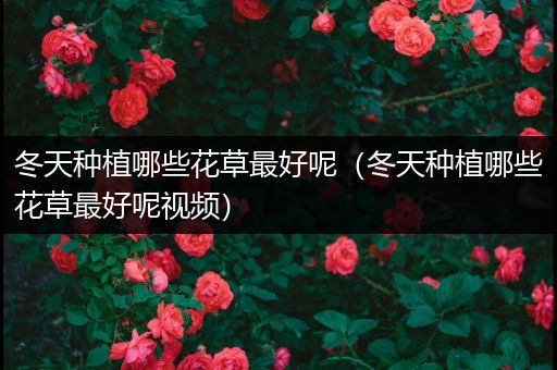 冬天种植哪些花草最好呢（冬天种植哪些花草最好呢视频）
