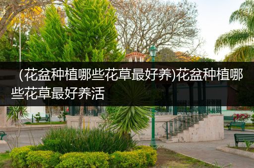 （花盆种植哪些花草最好养)花盆种植哪些花草最好养活