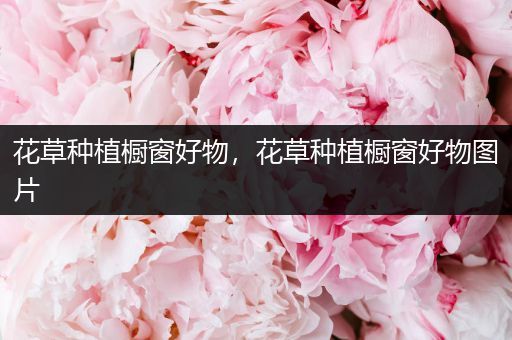花草种植橱窗好物，花草种植橱窗好物图片