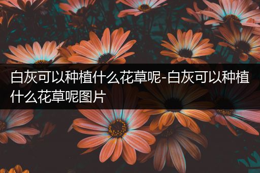白灰可以种植什么花草呢-白灰可以种植什么花草呢图片