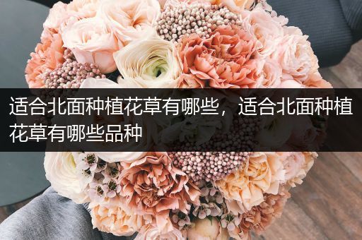 适合北面种植花草有哪些，适合北面种植花草有哪些品种