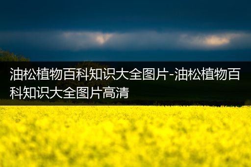 油松植物百科知识大全图片-油松植物百科知识大全图片高清