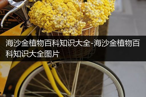 海沙金植物百科知识大全-海沙金植物百科知识大全图片