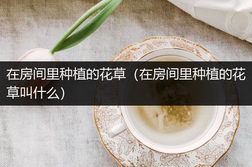 在房间里种植的花草（在房间里种植的花草叫什么）