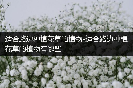 适合路边种植花草的植物-适合路边种植花草的植物有哪些