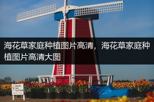 海花草家庭种植图片高清，海花草家庭种植图片高清大图
