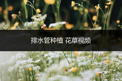 排水管种植 花草视频