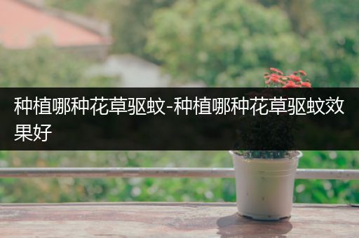 种植哪种花草驱蚊-种植哪种花草驱蚊效果好