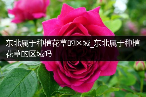 东北属于种植花草的区域_东北属于种植花草的区域吗