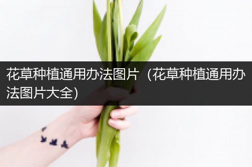 花草种植通用办法图片（花草种植通用办法图片大全）