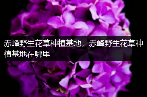 赤峰野生花草种植基地，赤峰野生花草种植基地在哪里