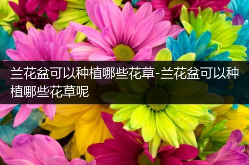 兰花盆可以种植哪些花草-兰花盆可以种植哪些花草呢