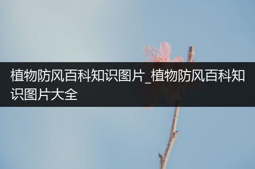 植物防风百科知识图片_植物防风百科知识图片大全
