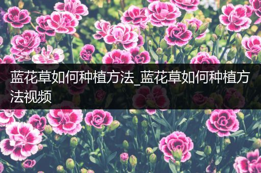 蓝花草如何种植方法_蓝花草如何种植方法视频