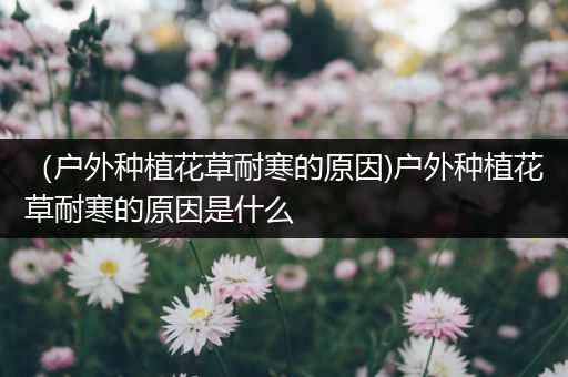 （户外种植花草耐寒的原因)户外种植花草耐寒的原因是什么