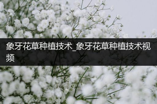 象牙花草种植技术_象牙花草种植技术视频