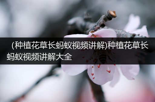 （种植花草长蚂蚁视频讲解)种植花草长蚂蚁视频讲解大全
