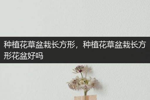 种植花草盆栽长方形，种植花草盆栽长方形花盆好吗