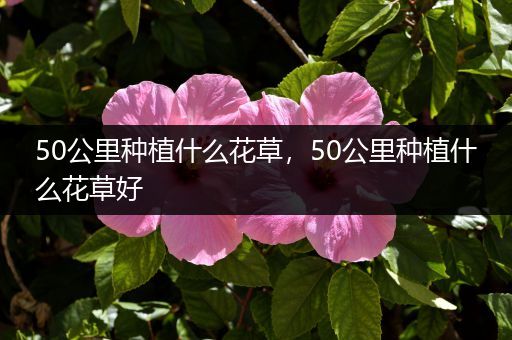50公里种植什么花草，50公里种植什么花草好