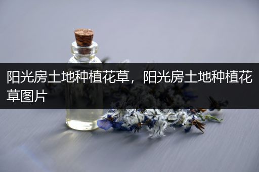 阳光房土地种植花草，阳光房土地种植花草图片
