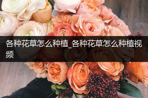各种花草怎么种植_各种花草怎么种植视频