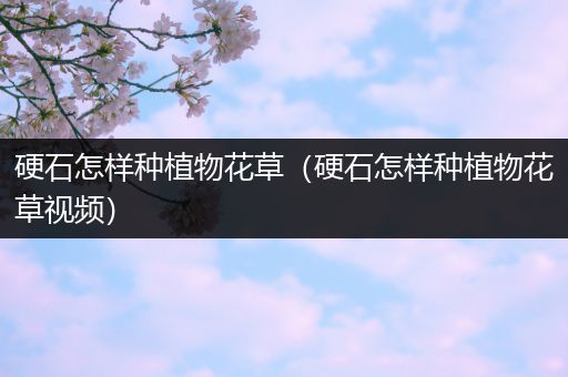 硬石怎样种植物花草（硬石怎样种植物花草视频）