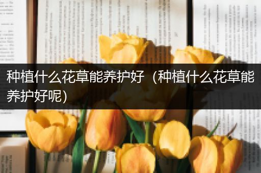 种植什么花草能养护好（种植什么花草能养护好呢）