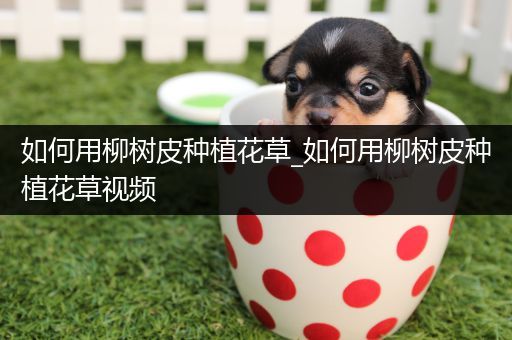 如何用柳树皮种植花草_如何用柳树皮种植花草视频