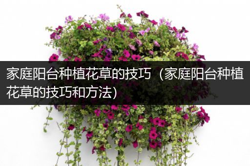 家庭阳台种植花草的技巧（家庭阳台种植花草的技巧和方法）