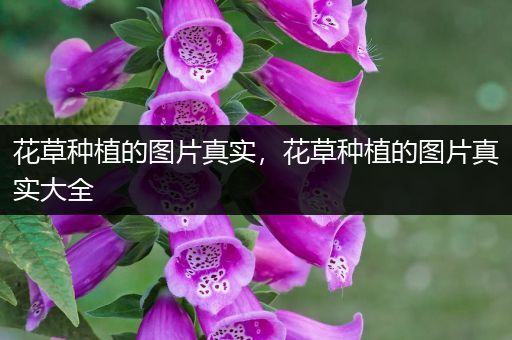 花草种植的图片真实，花草种植的图片真实大全