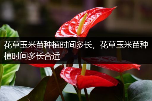 花草玉米苗种植时间多长，花草玉米苗种植时间多长合适