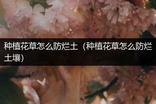 种植花草怎么防烂土（种植花草怎么防烂土壤）