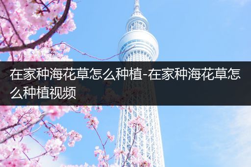 在家种海花草怎么种植-在家种海花草怎么种植视频