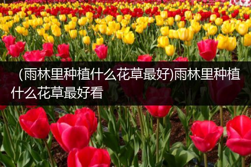 （雨林里种植什么花草最好)雨林里种植什么花草最好看