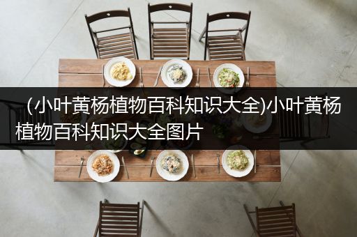 （小叶黄杨植物百科知识大全)小叶黄杨植物百科知识大全图片