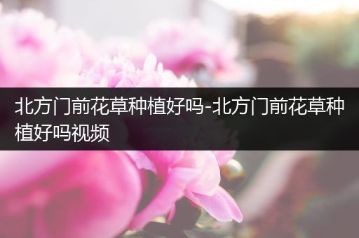 北方门前花草种植好吗-北方门前花草种植好吗视频