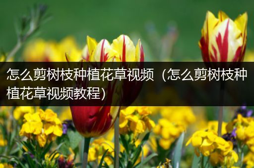 怎么剪树枝种植花草视频（怎么剪树枝种植花草视频教程）