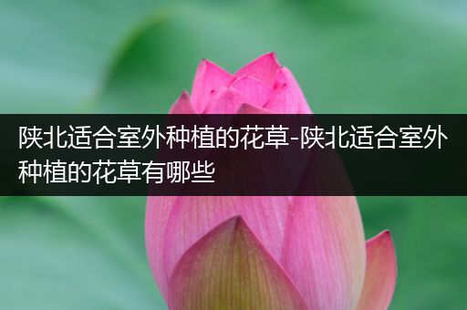 陕北适合室外种植的花草-陕北适合室外种植的花草有哪些