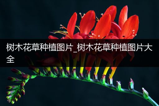 树木花草种植图片_树木花草种植图片大全