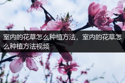 室内的花草怎么种植方法，室内的花草怎么种植方法视频