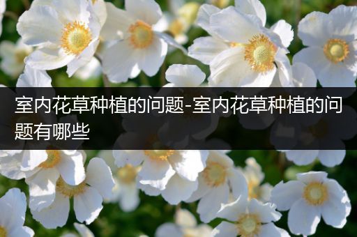 室内花草种植的问题-室内花草种植的问题有哪些