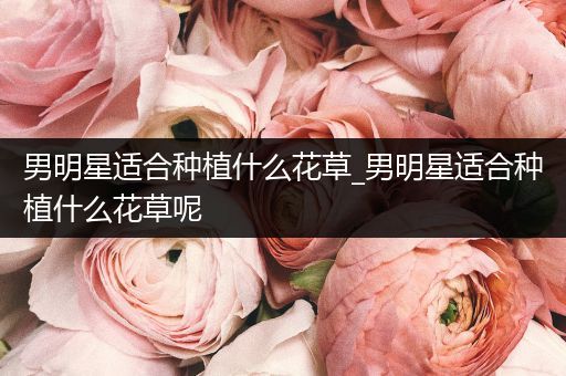 男明星适合种植什么花草_男明星适合种植什么花草呢