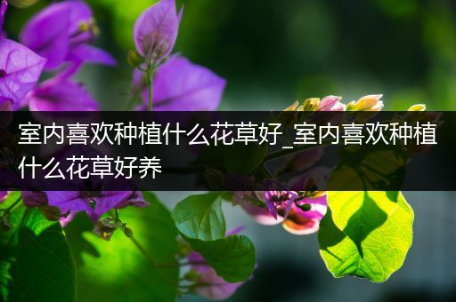 室内喜欢种植什么花草好_室内喜欢种植什么花草好养