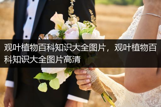 观叶植物百科知识大全图片，观叶植物百科知识大全图片高清
