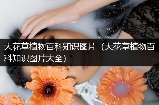 大花草植物百科知识图片（大花草植物百科知识图片大全）