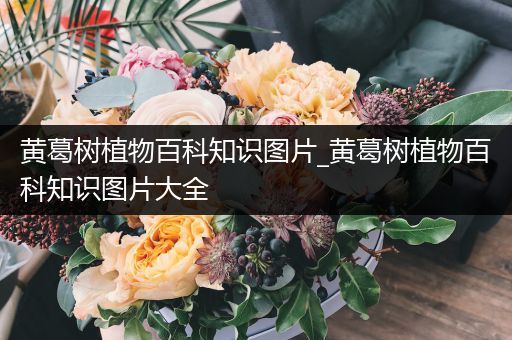 黄葛树植物百科知识图片_黄葛树植物百科知识图片大全