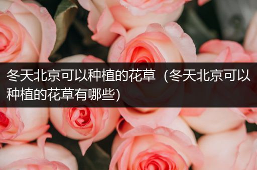 冬天北京可以种植的花草（冬天北京可以种植的花草有哪些）